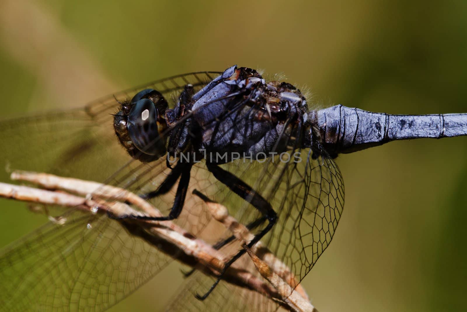 Close up view of a Epaulet Skimmer (Orthetrum chrysostigma) dragonfly insect.