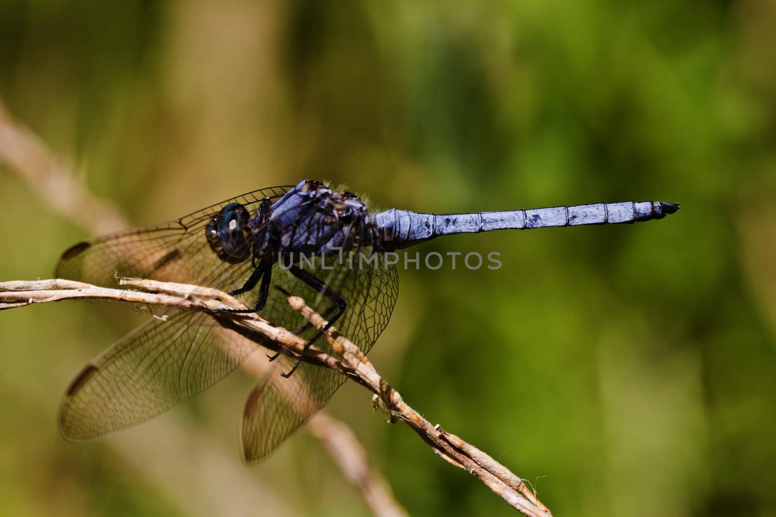 Close up view of a Epaulet Skimmer (Orthetrum chrysostigma) dragonfly insect.