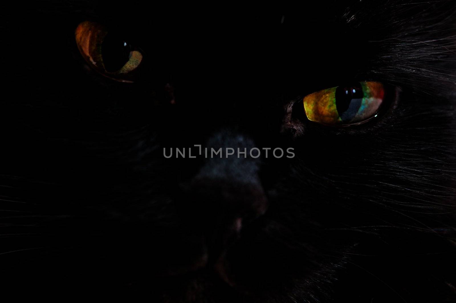 Portrait of the muzzle of a black cat by kosmsos111