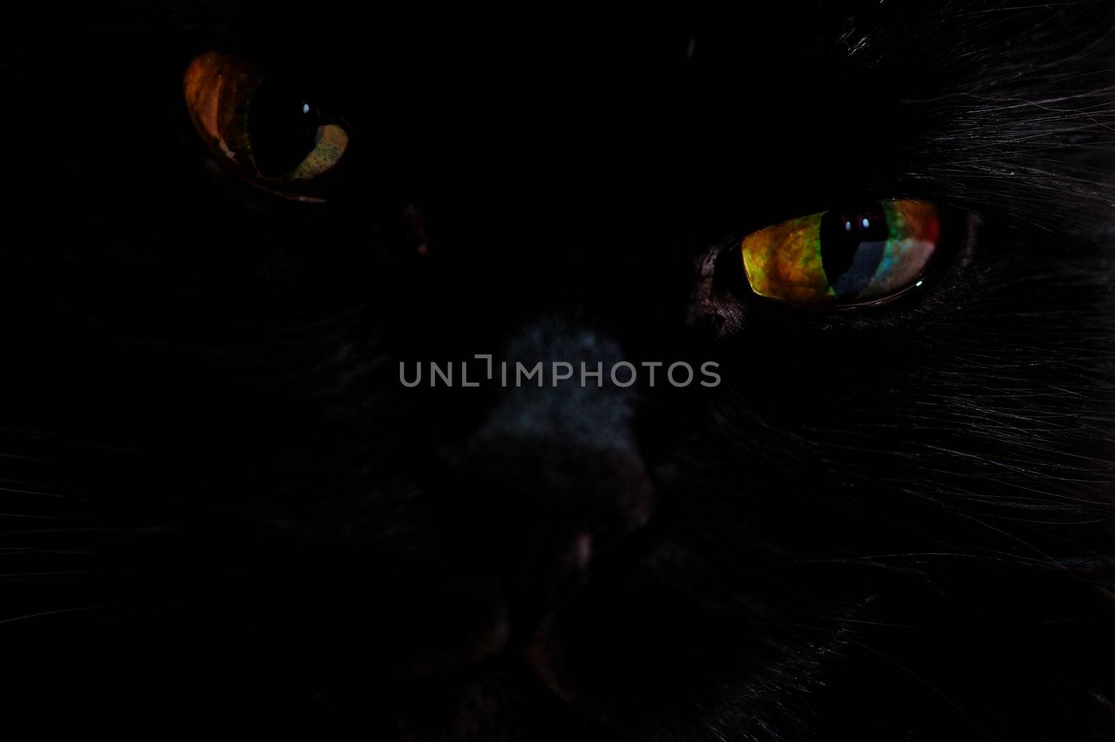 Portrait of the muzzle of a black cat