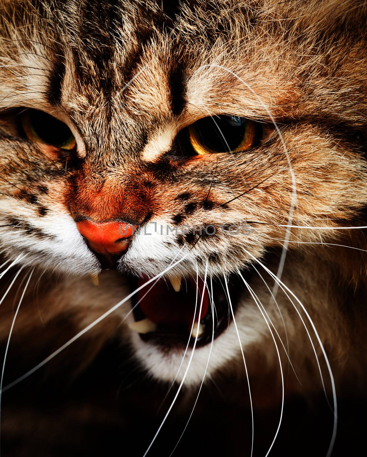 Portrait of angry hissing Siberian cat showing teeth