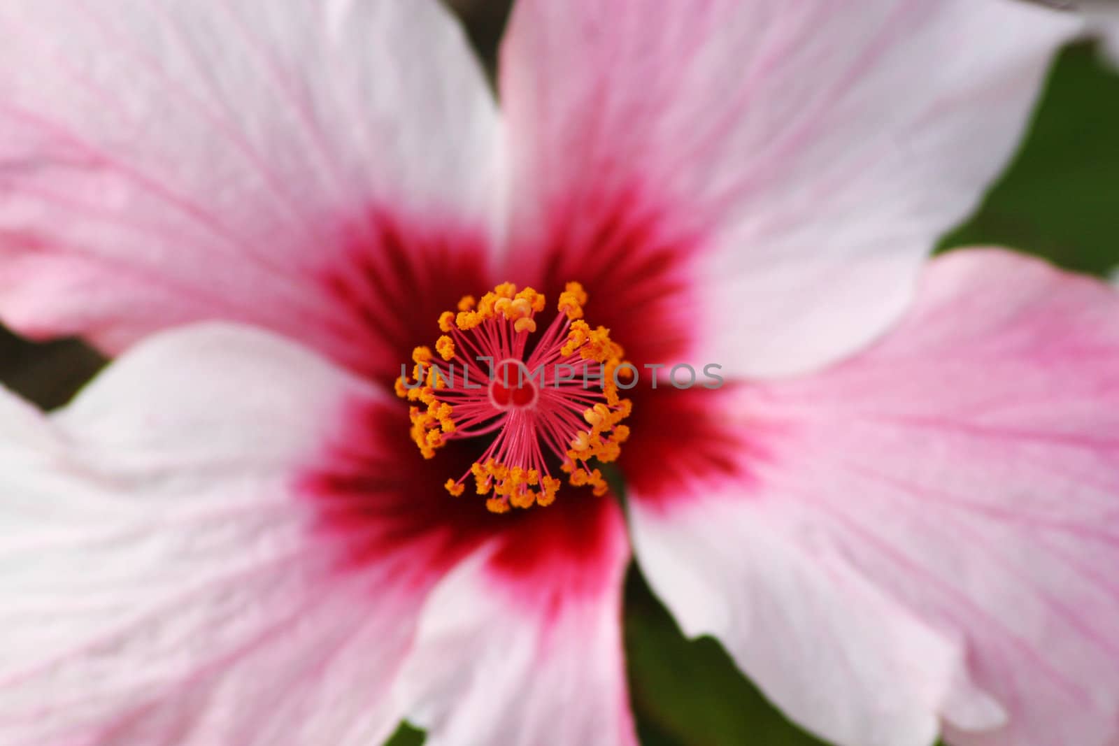 hibiscus flower by valentinacarpin