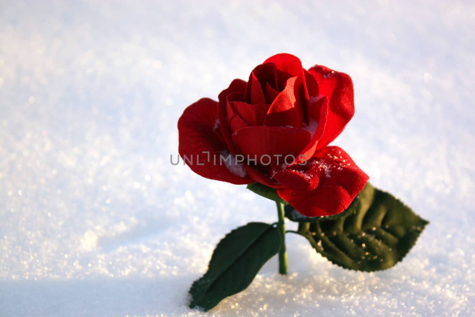 beatiful red rose in snow  in a winter day 