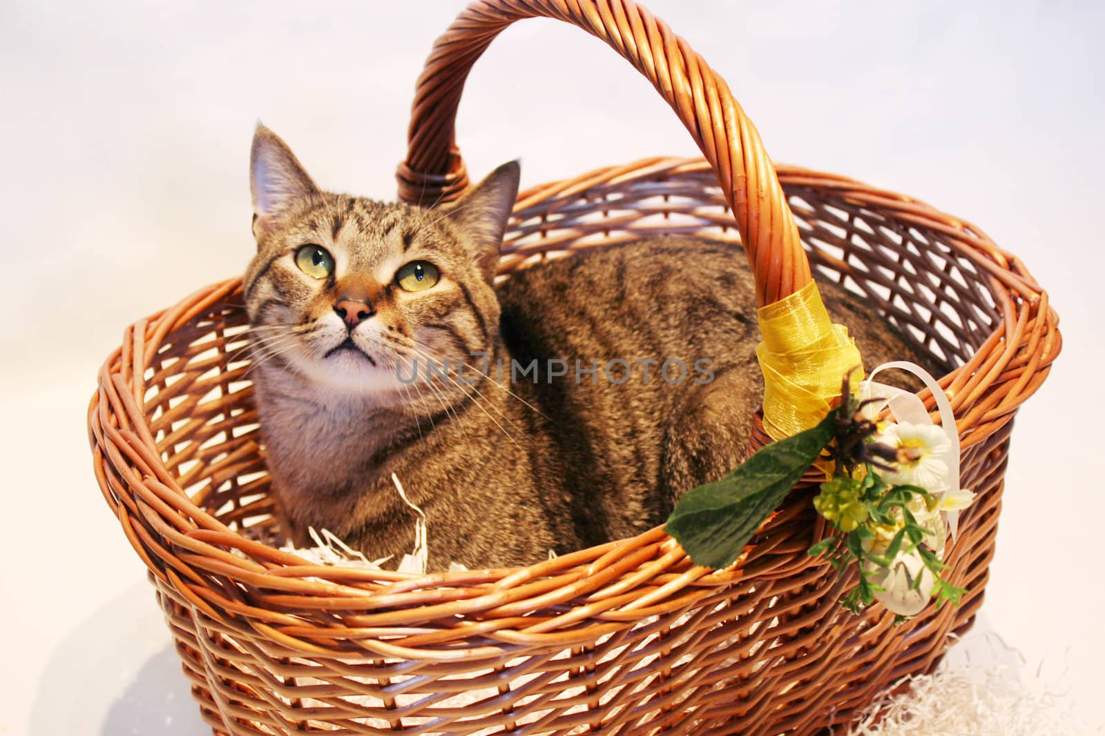Cute European tabby cat in a basket with flowers