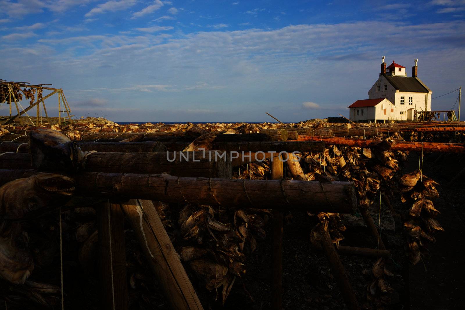 Traditional way of drying stock fish on Lofoten islands in Norway