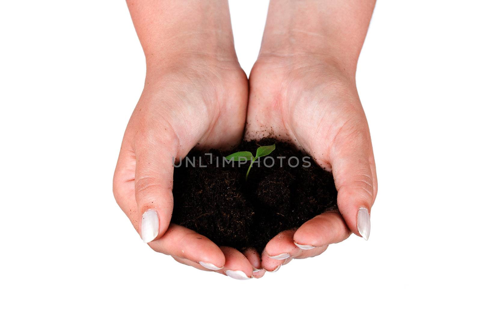 Closeup of a human hands holding plant