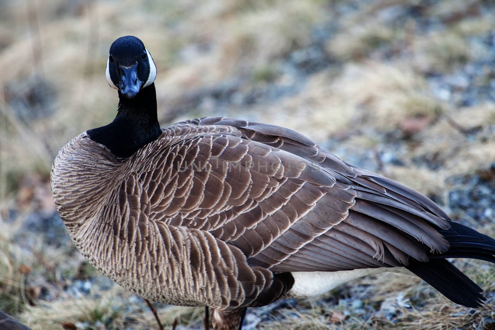 Canada goose stares toward the photographer