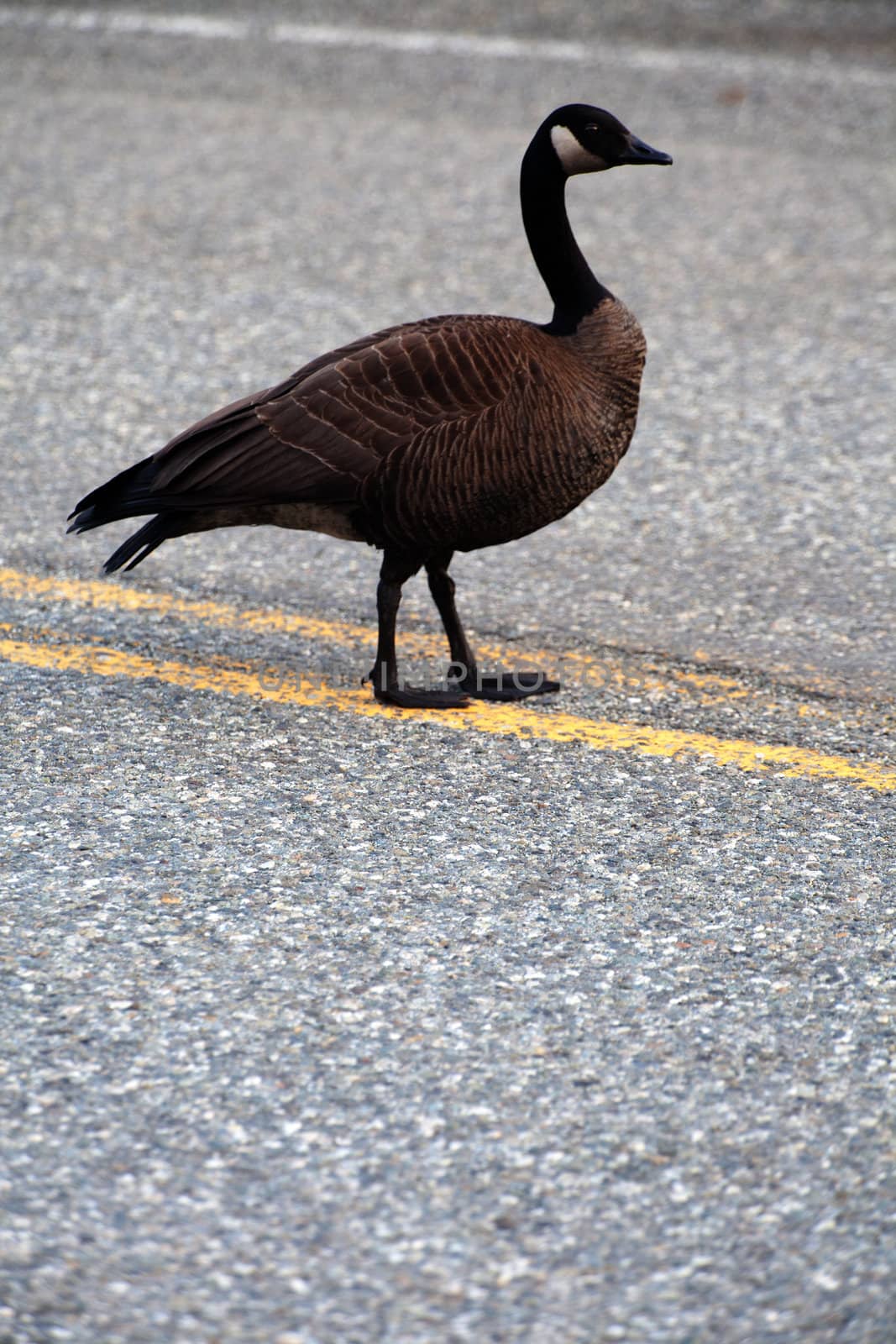 A Canada goose walks in the middle of the road