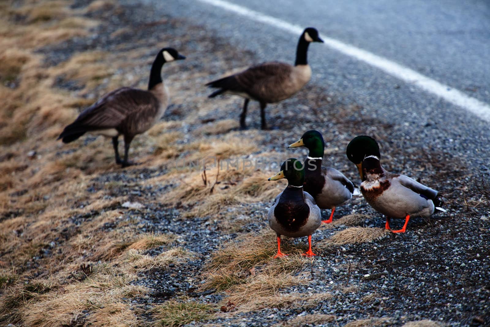 Three mallard ducks sit next to a roadbed and look out over a hill