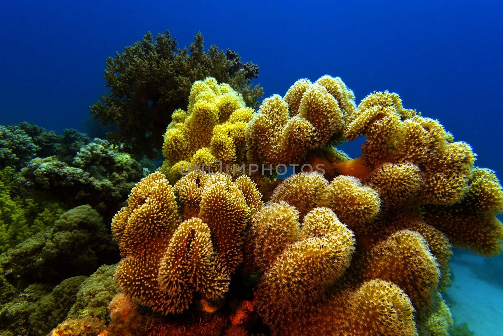 coral reef with great yellow soft coral at the bottom of tropical sea by mychadre77