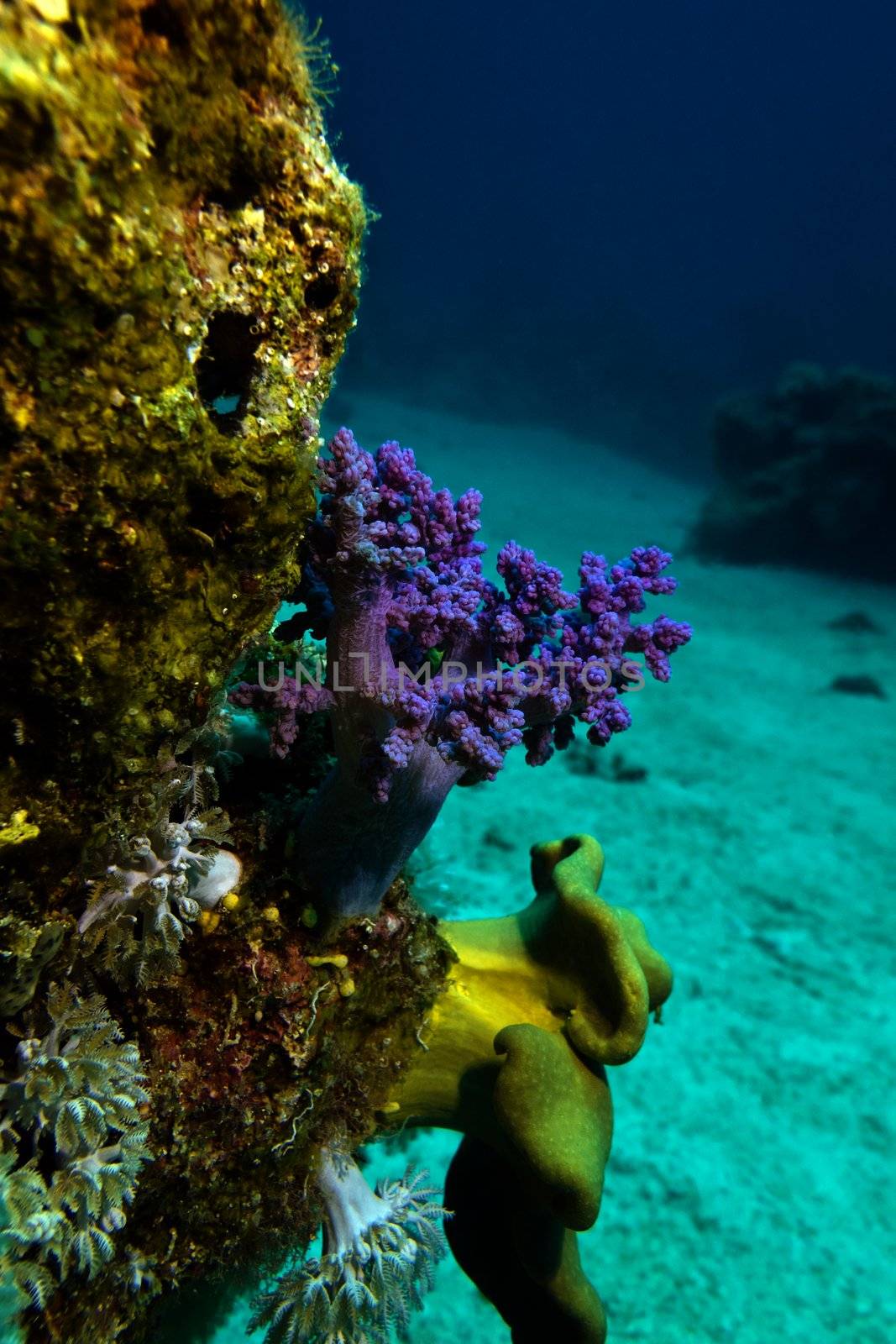 coral reef with soft corals on the bottom of red sea in egypt







coral reef with soft corals on the bottom of red sea