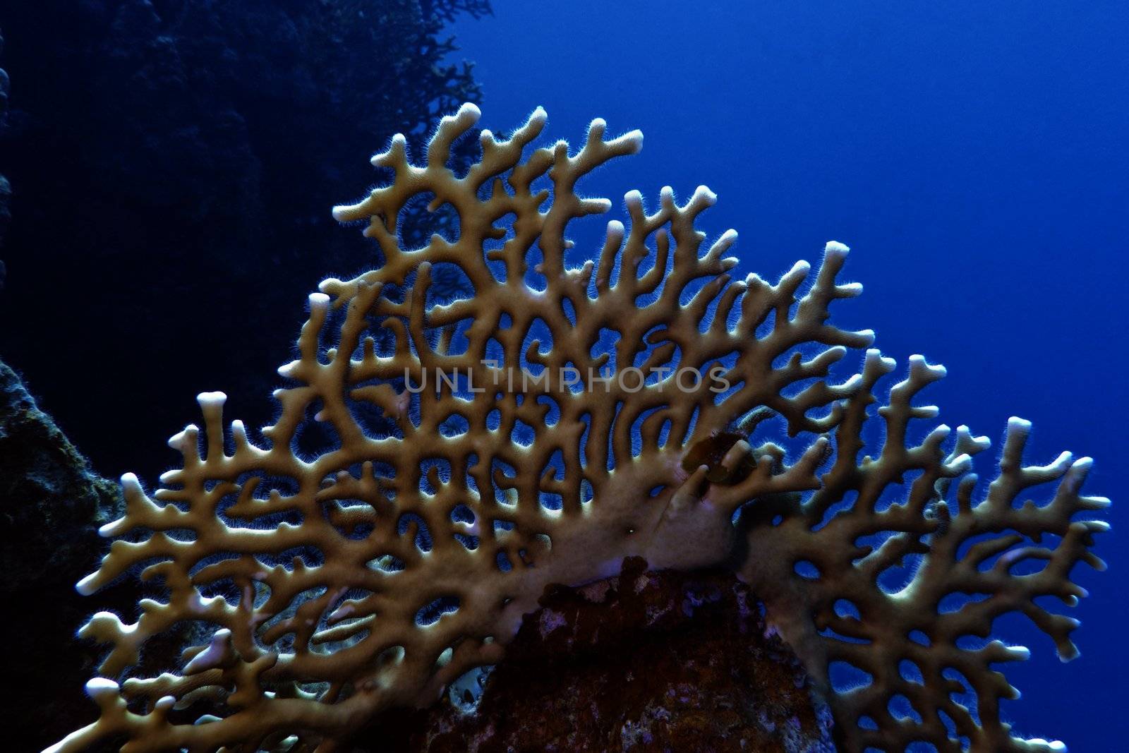 coral reef with great fire coral on the bottom of red sea in egypt in egypt