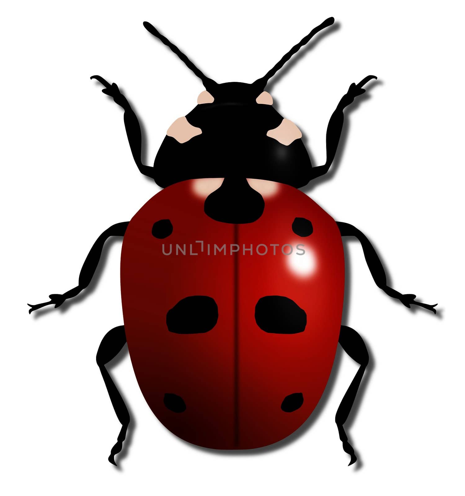 Illustration of a large Ladybird isolated on white