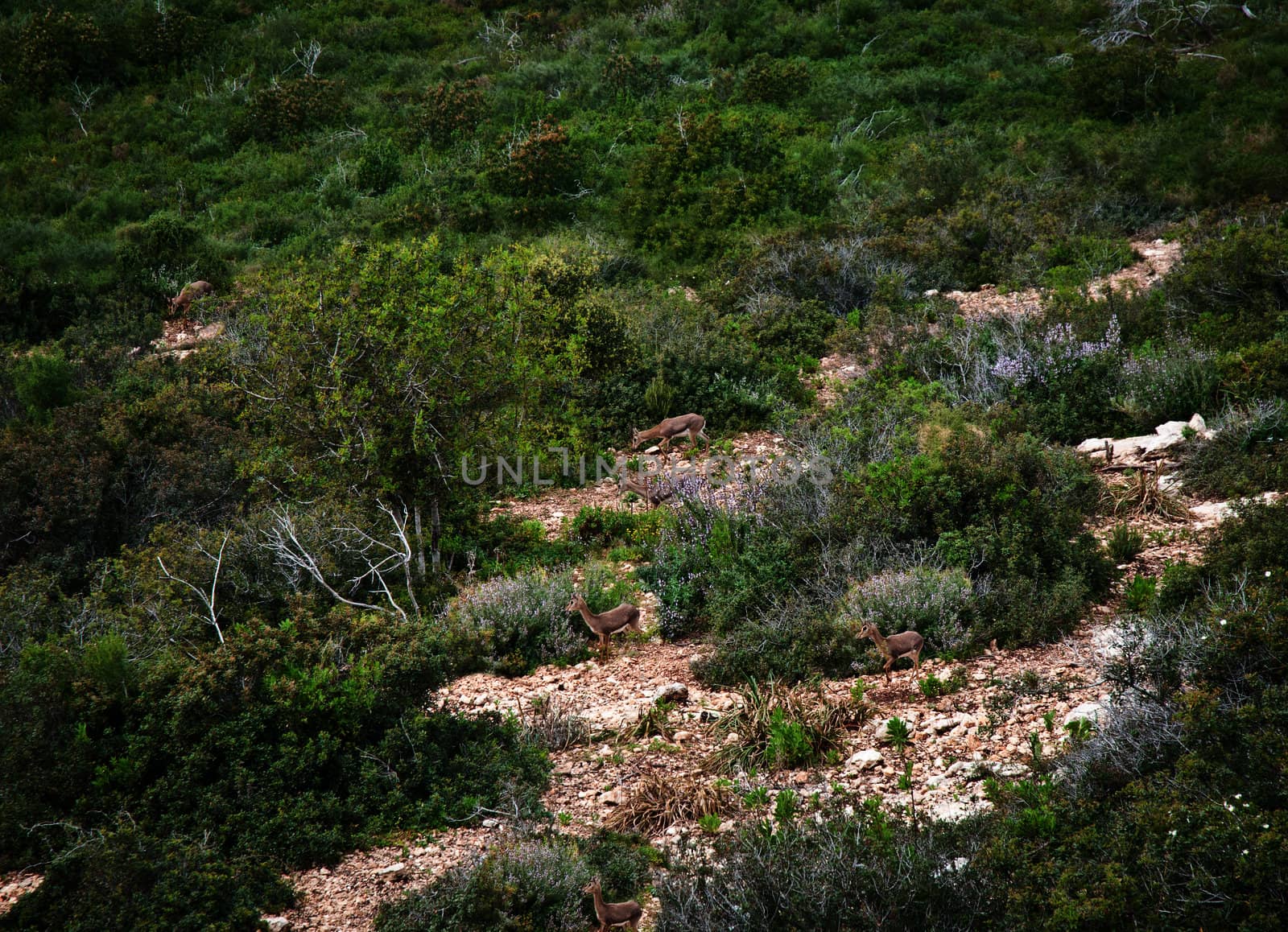 Capreolus capreolus Hai-Bar Nature Reserve in Mount Carmel . Israel .