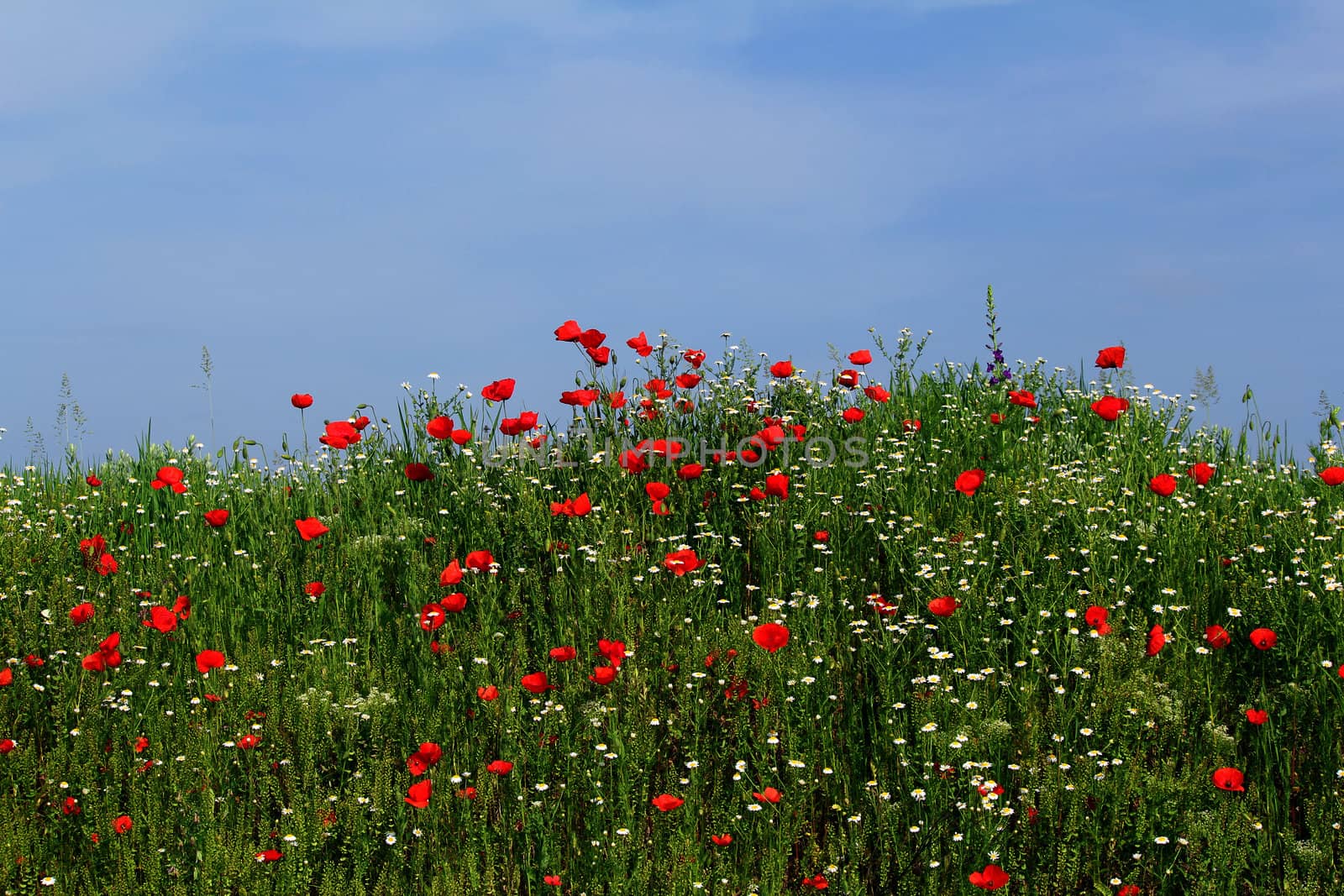 meadow with blue sky green grass and wild flowers by goce