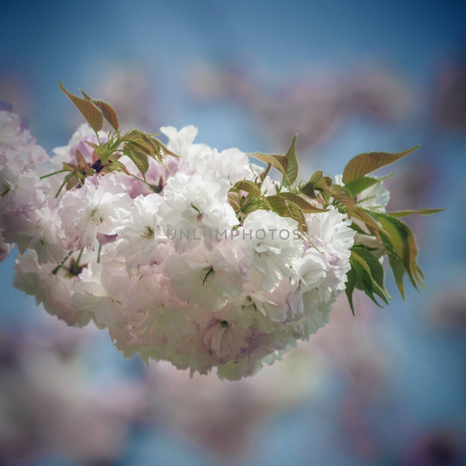 White Japanese Sakura Blossoms by inarts