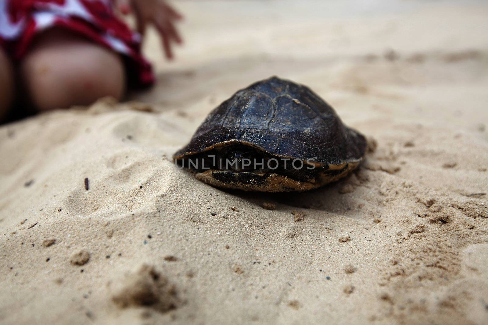 Pet turtle taking a walk in the sand