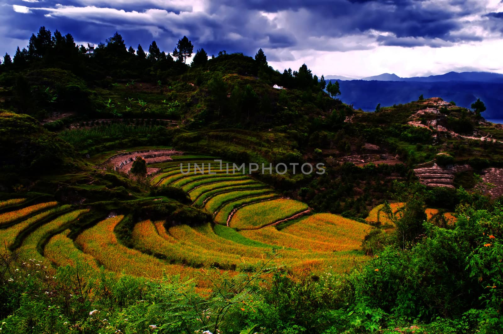 Terrace of grain.Samosir Island North Sumatra, Indonesia.