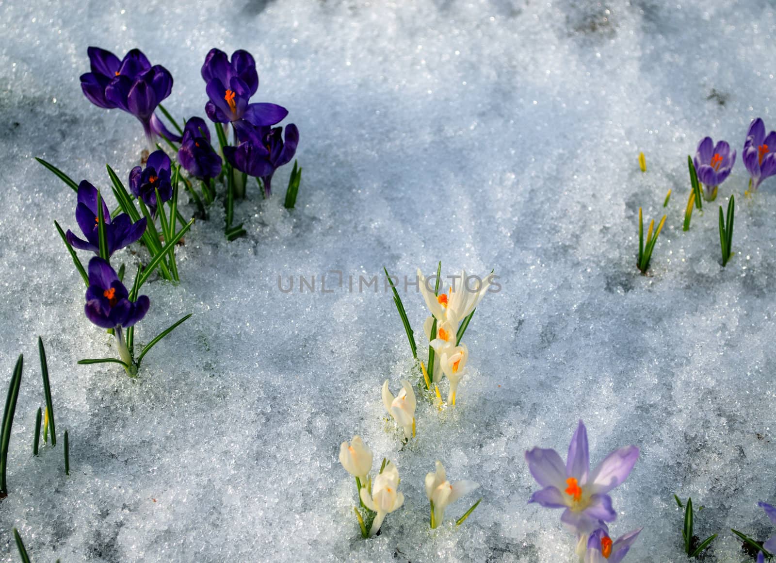 various color saffron crocus first spring flower blooms between melting snow.