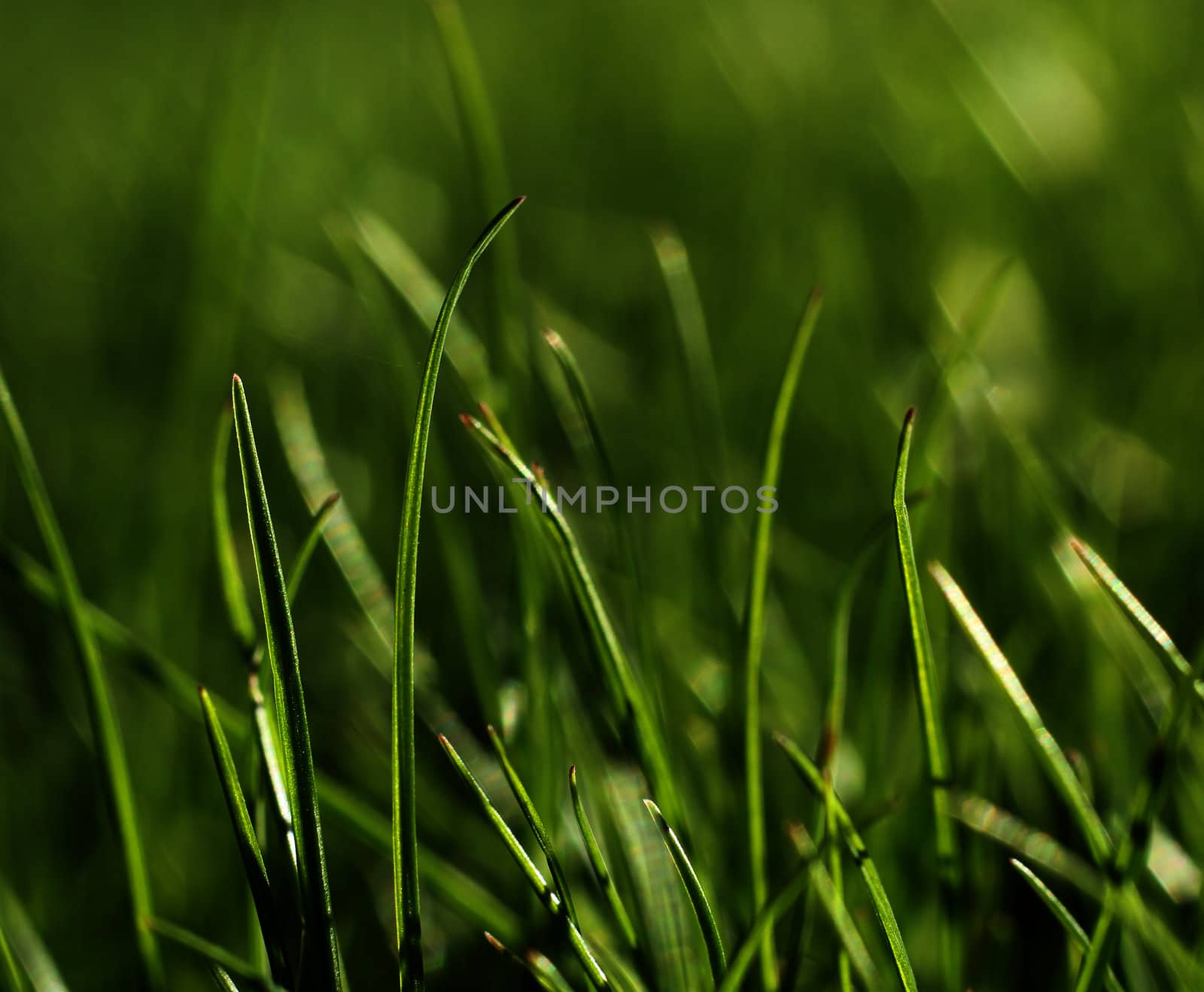 Green grass growing close-up, natural growth concept