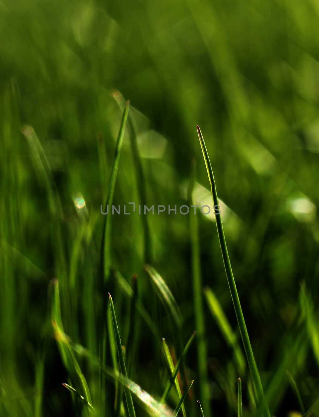 Green grass growing close-up, natural growth concept