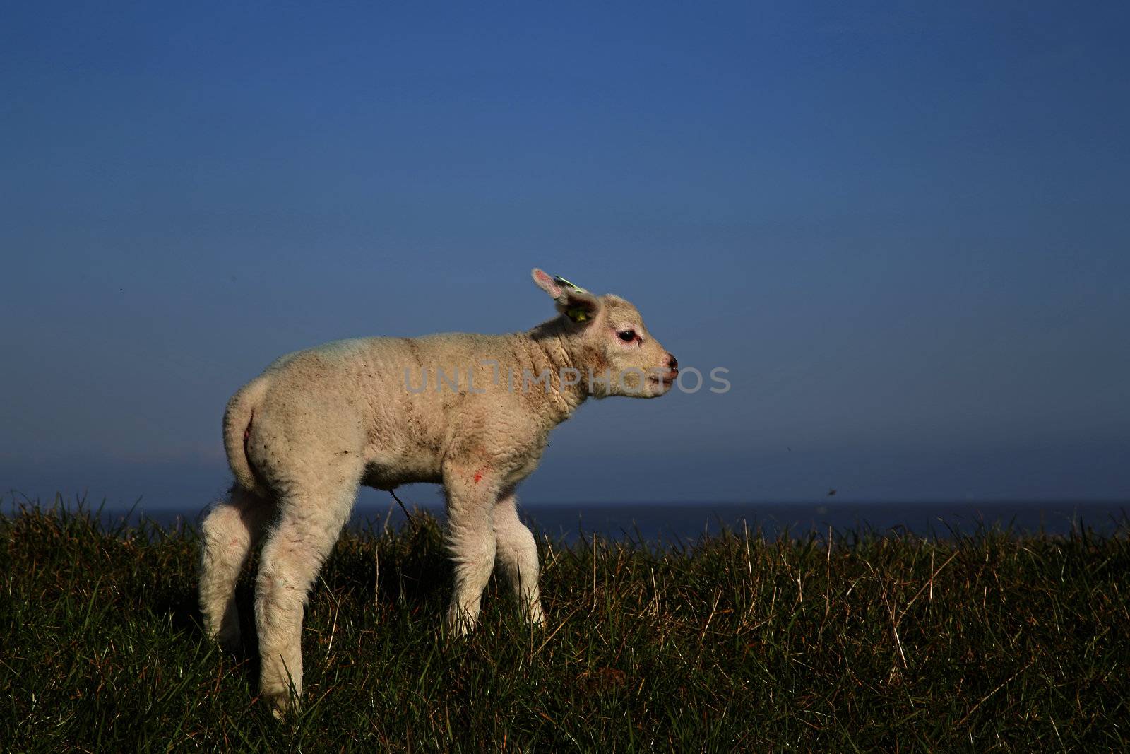 New born lamb in the meadows of Texel