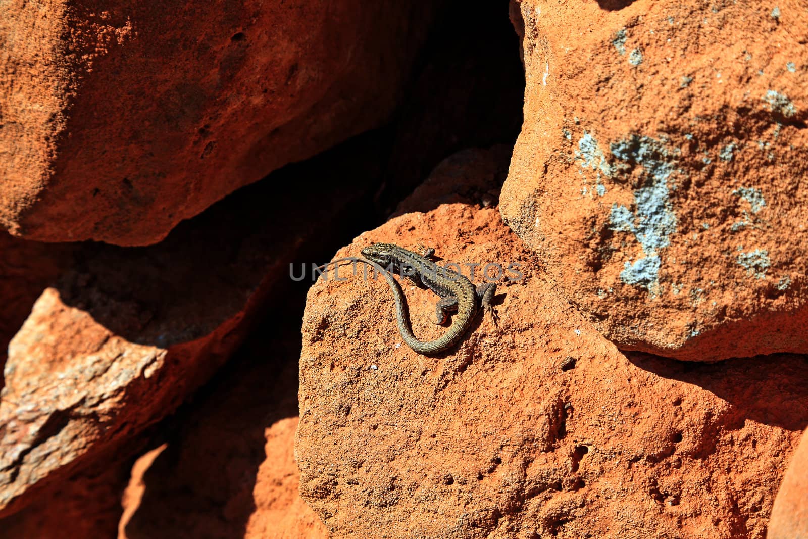 A lizard sunbathing on the rocks