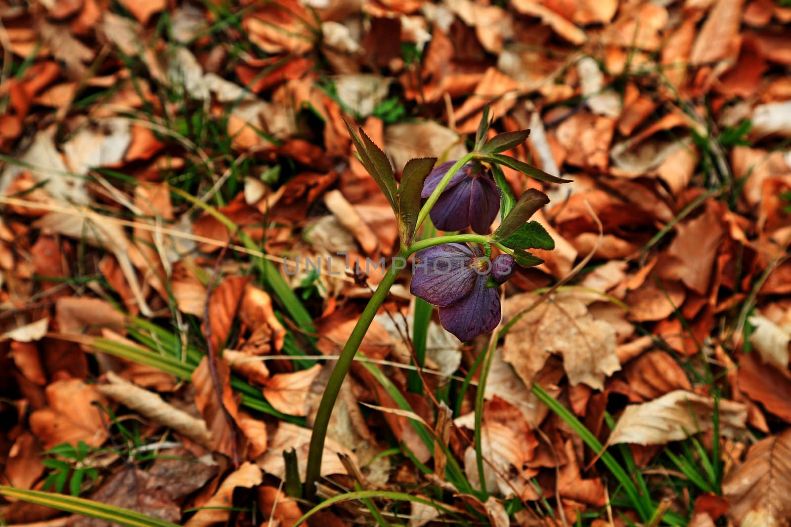 Closeup of a purple alpine flower