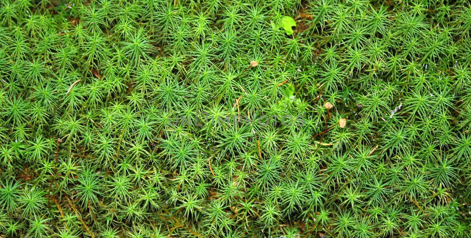 textured green moss in a mountain forest