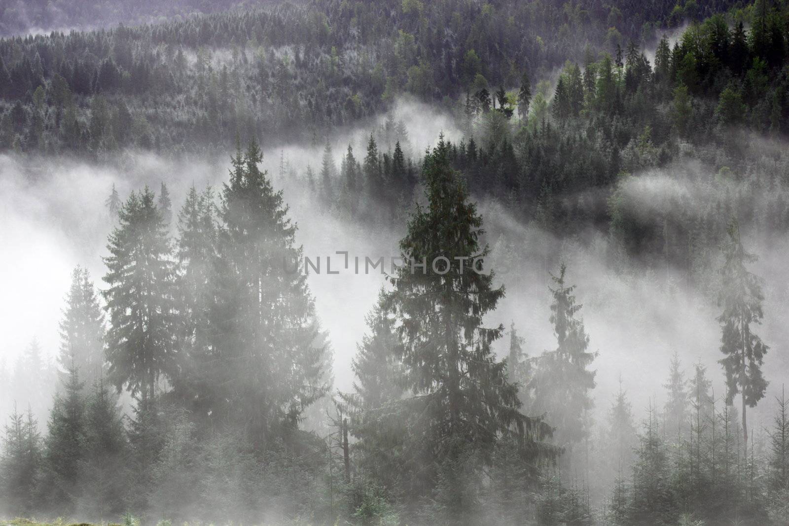 spruces in the mist by taviphoto
