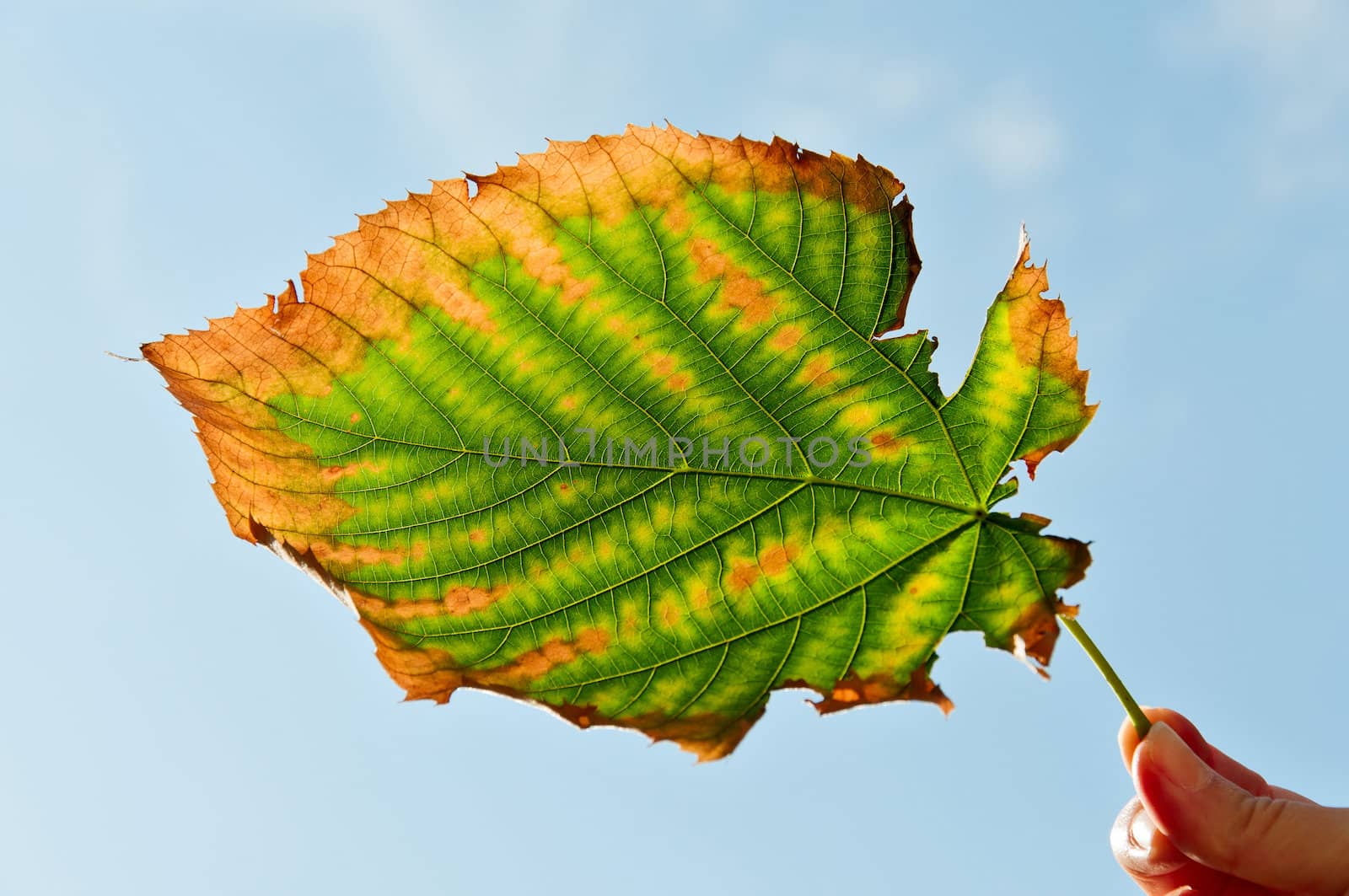 Ragged autumn leaf in a female hand