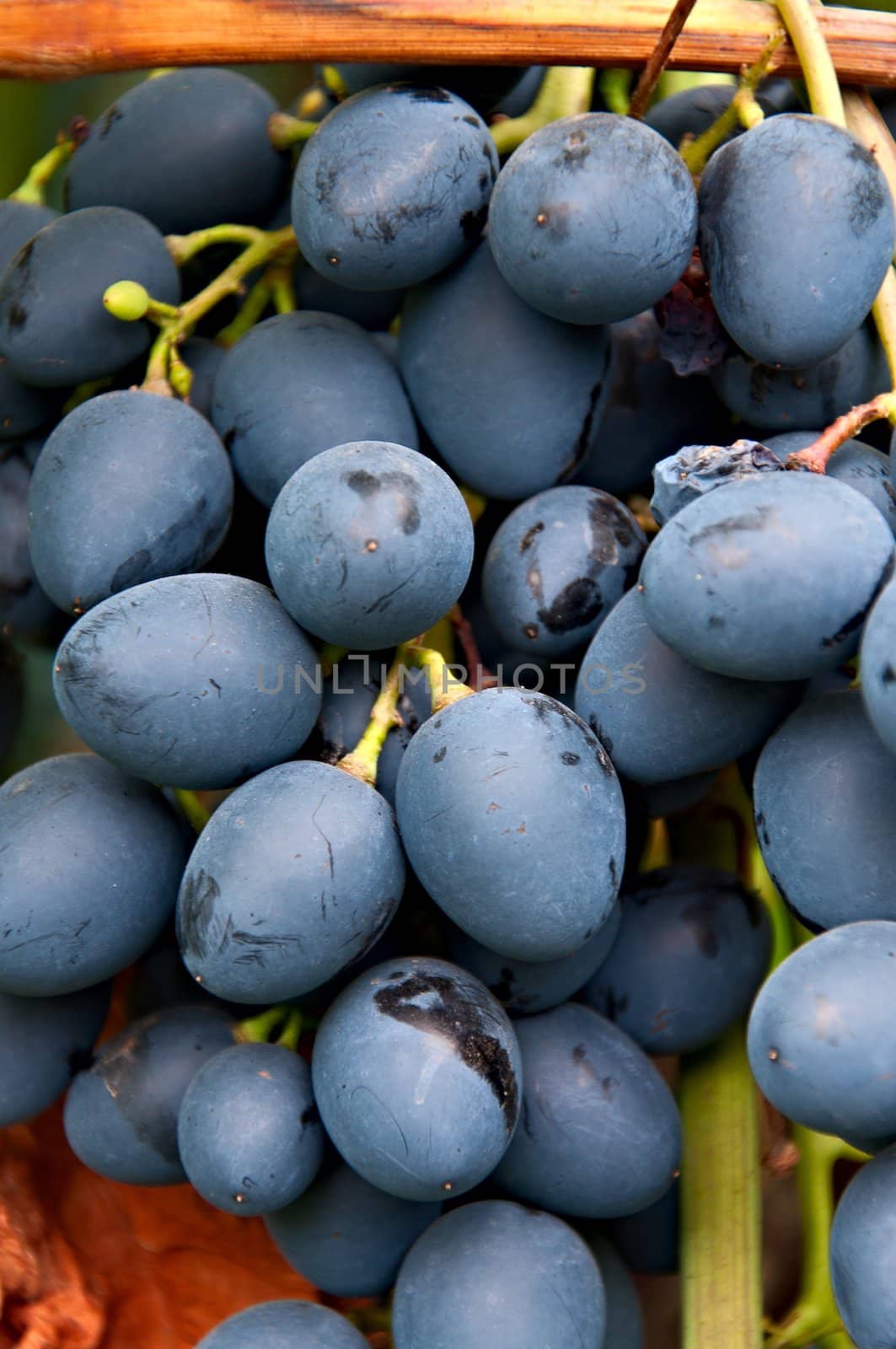 Bunch of ripe blue grapes. Variety called Moldova.