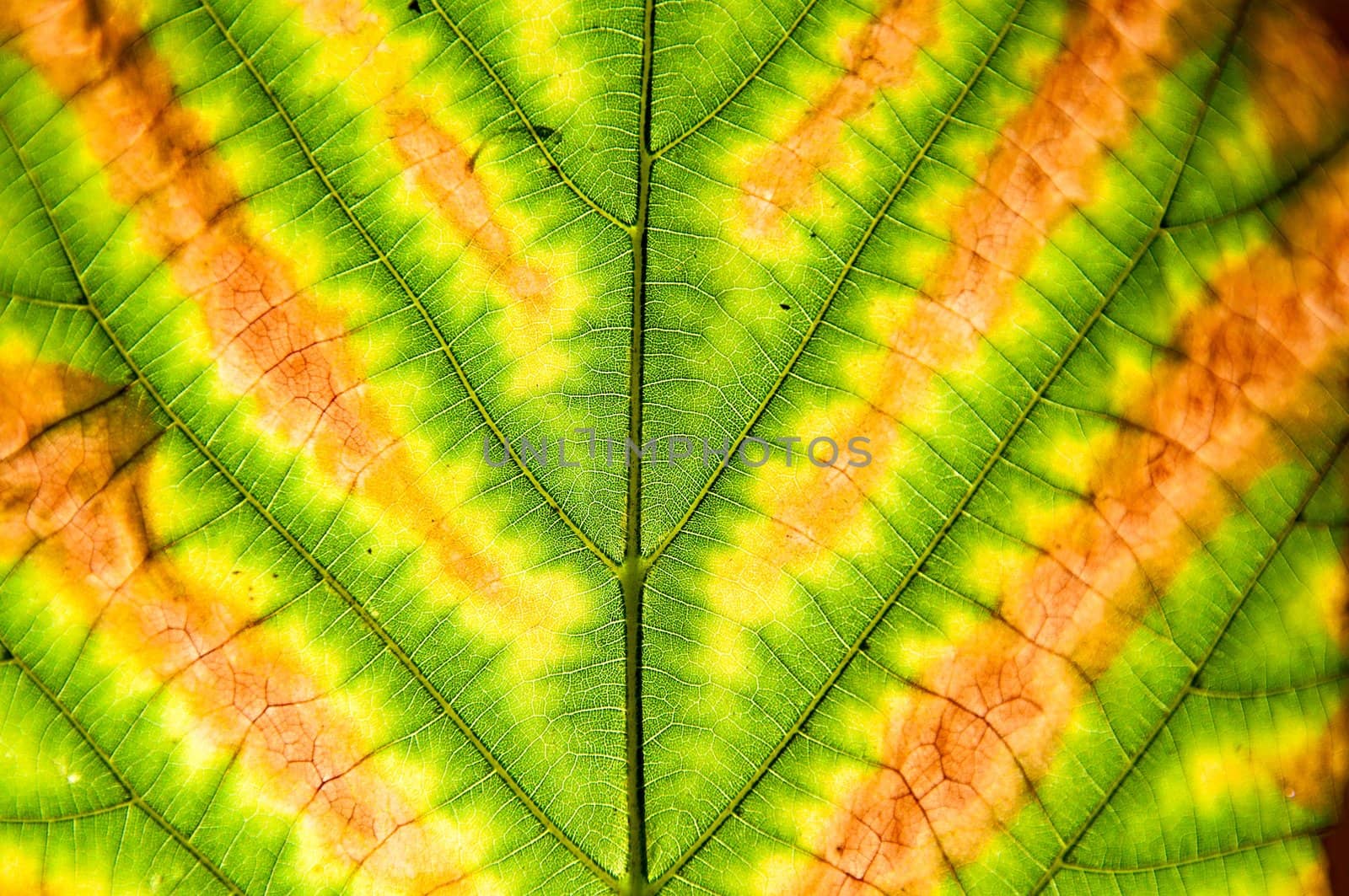 Botanical background - an autumn turning yellow leaf close up, filling.