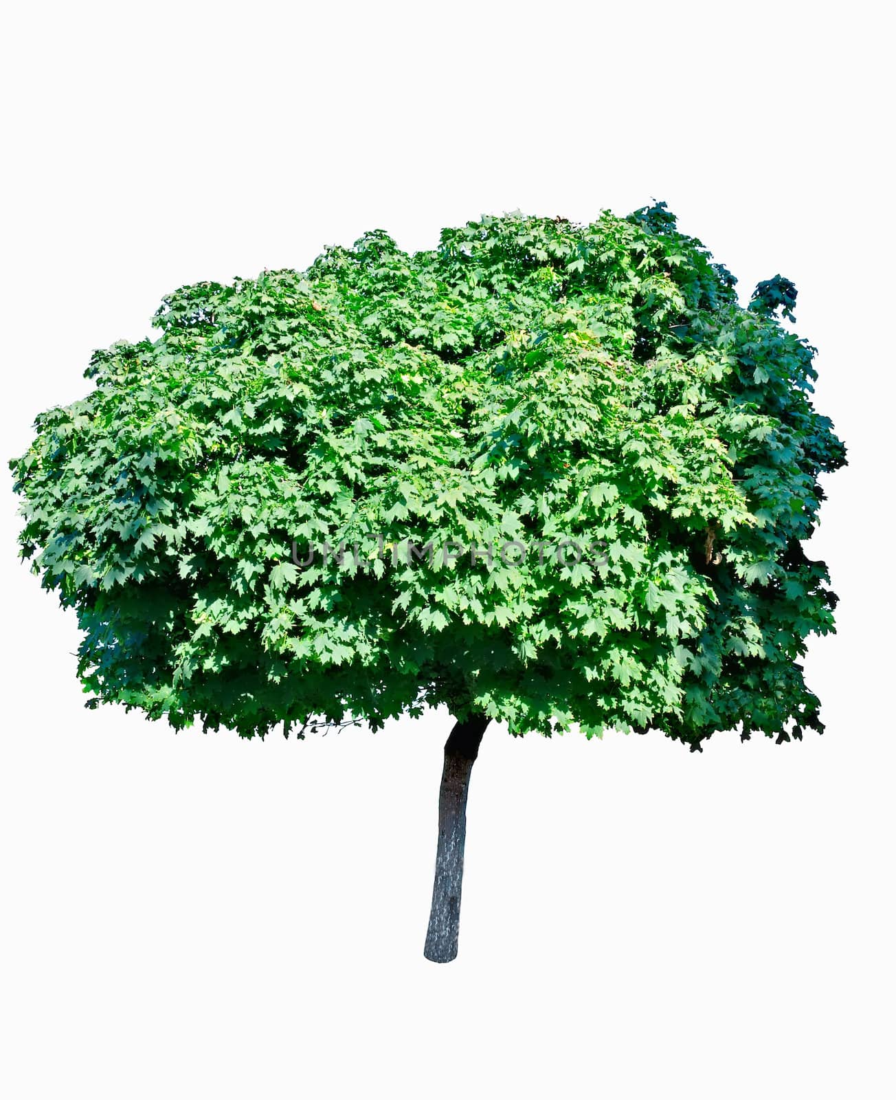 Young well-groomed maple, with the magnificent greens, isolated on a white background.