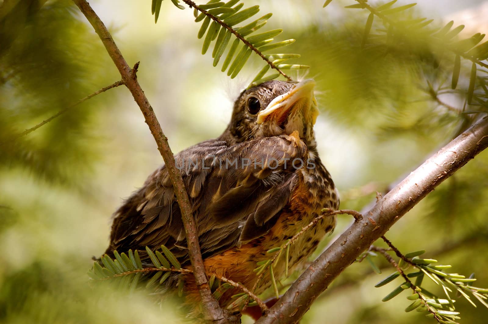 Baby Bird sits on branches