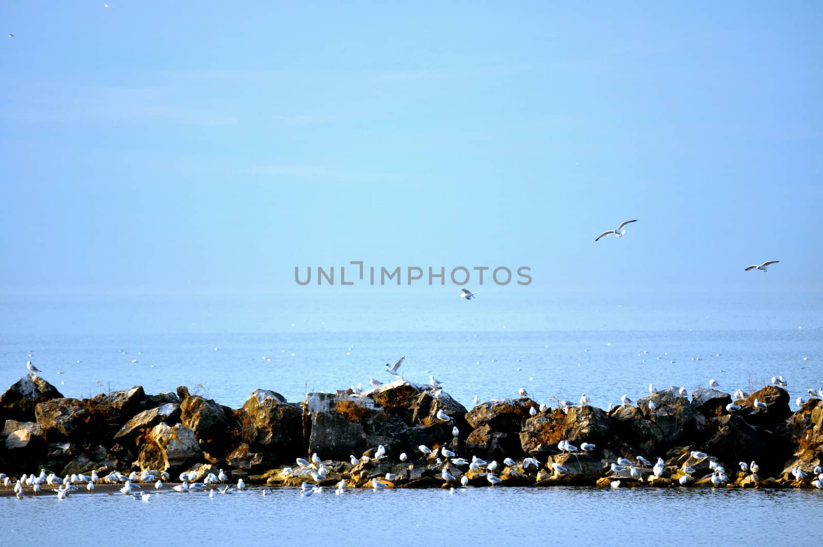 Birds on rocks on Lake Erie