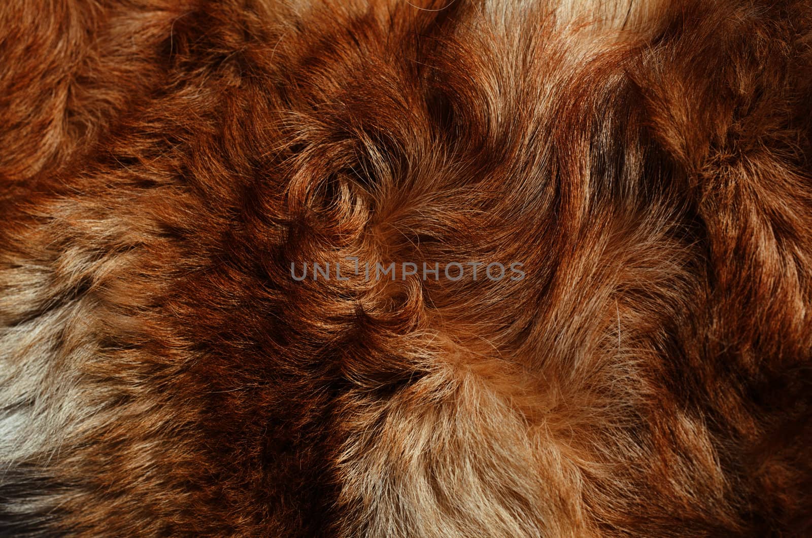 Dog fur close-up. red, yellow, gray, white color. 