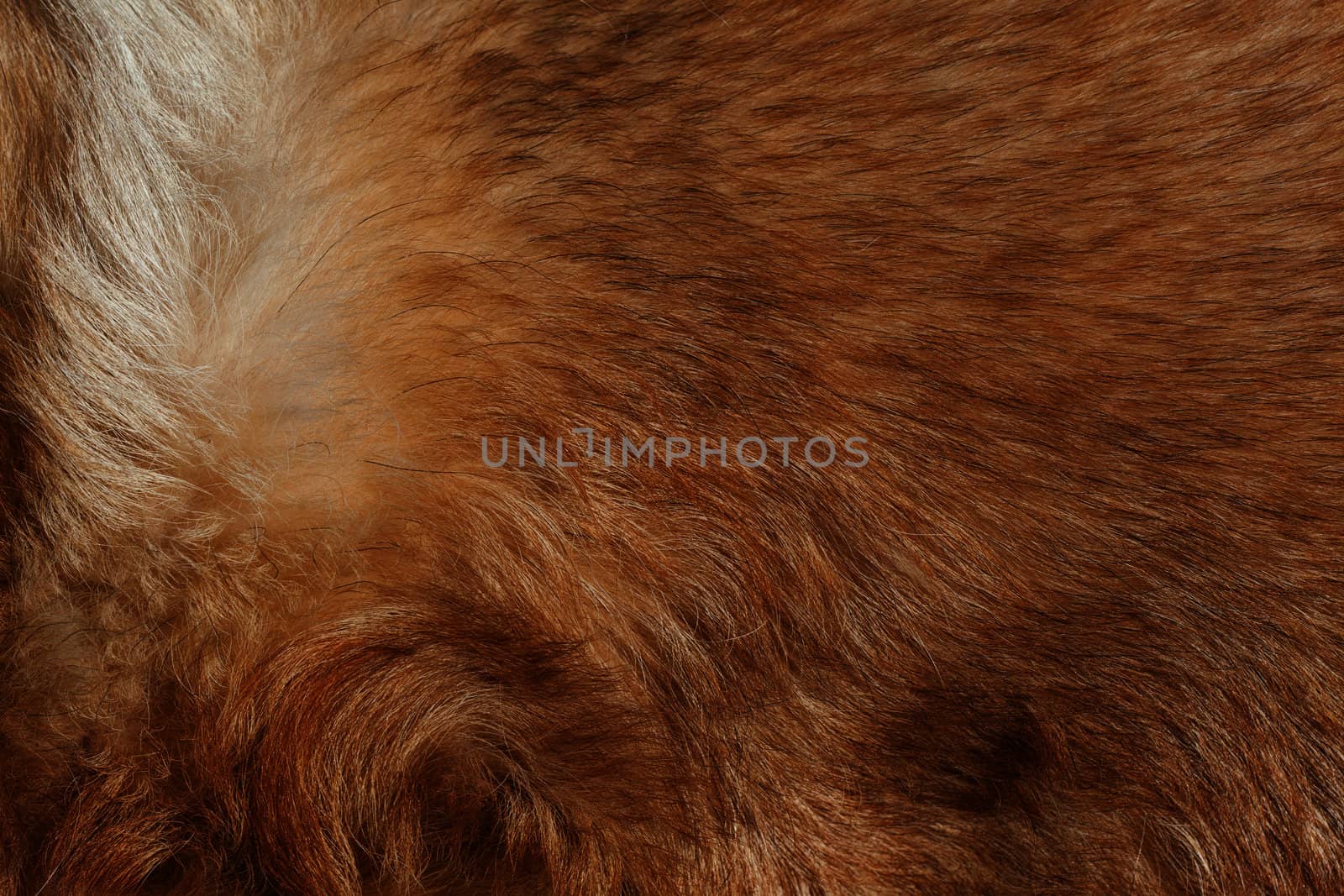 Dog fur close-up. red, yellow, gray, white color. 