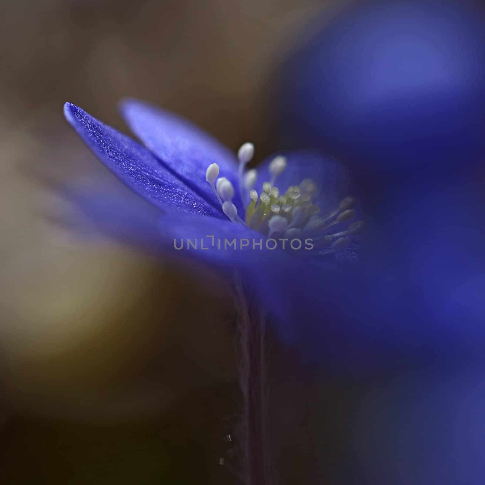 Hepatica Nobilis by kjorgen