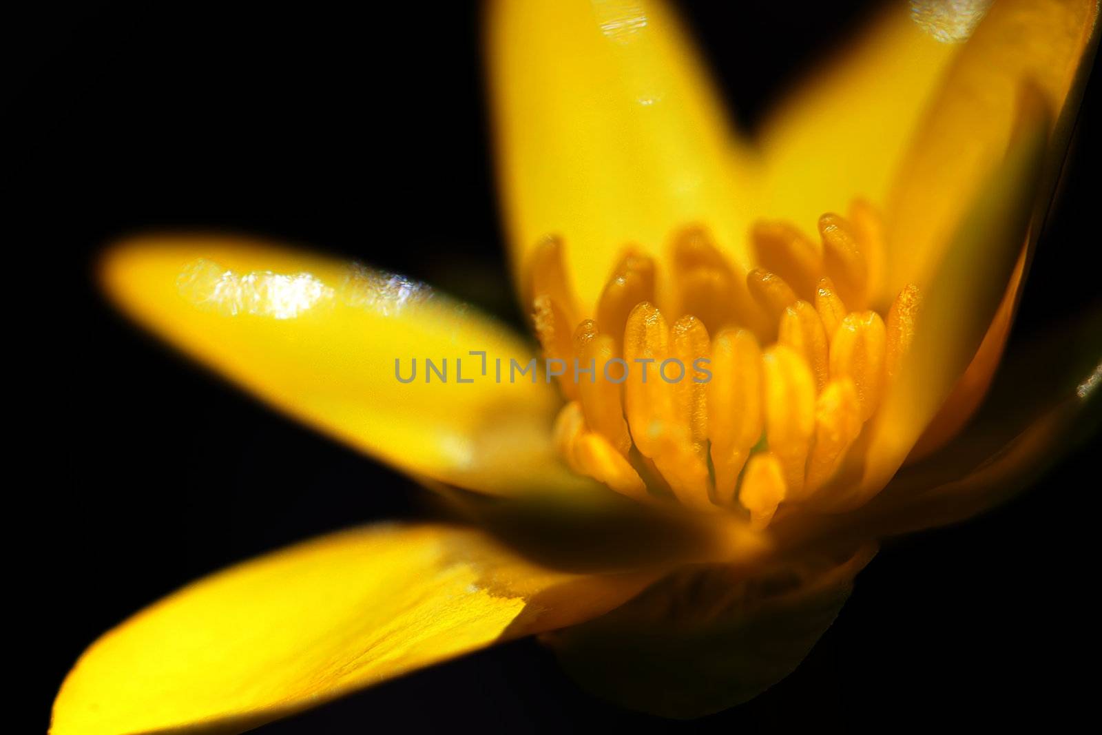 Macro picture of a Yellow Marsh Marigold - shallow DOF