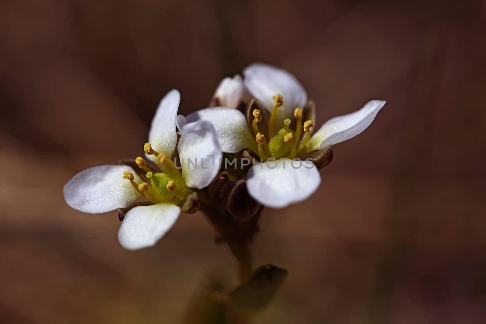 white yarrow flower by kjorgen