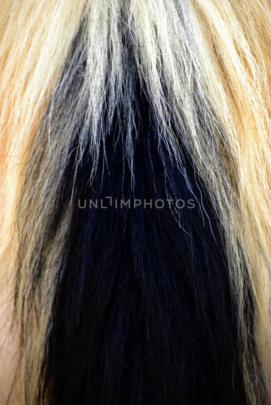 Horse hair abstract. by oscarcwilliams
