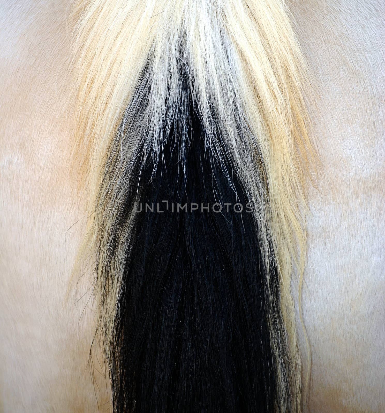 Hair abstract on a horse outside.