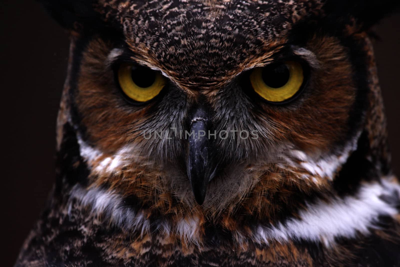 An extreme close-up of the face of a Great Horned Owl (Bubo virginianus)
