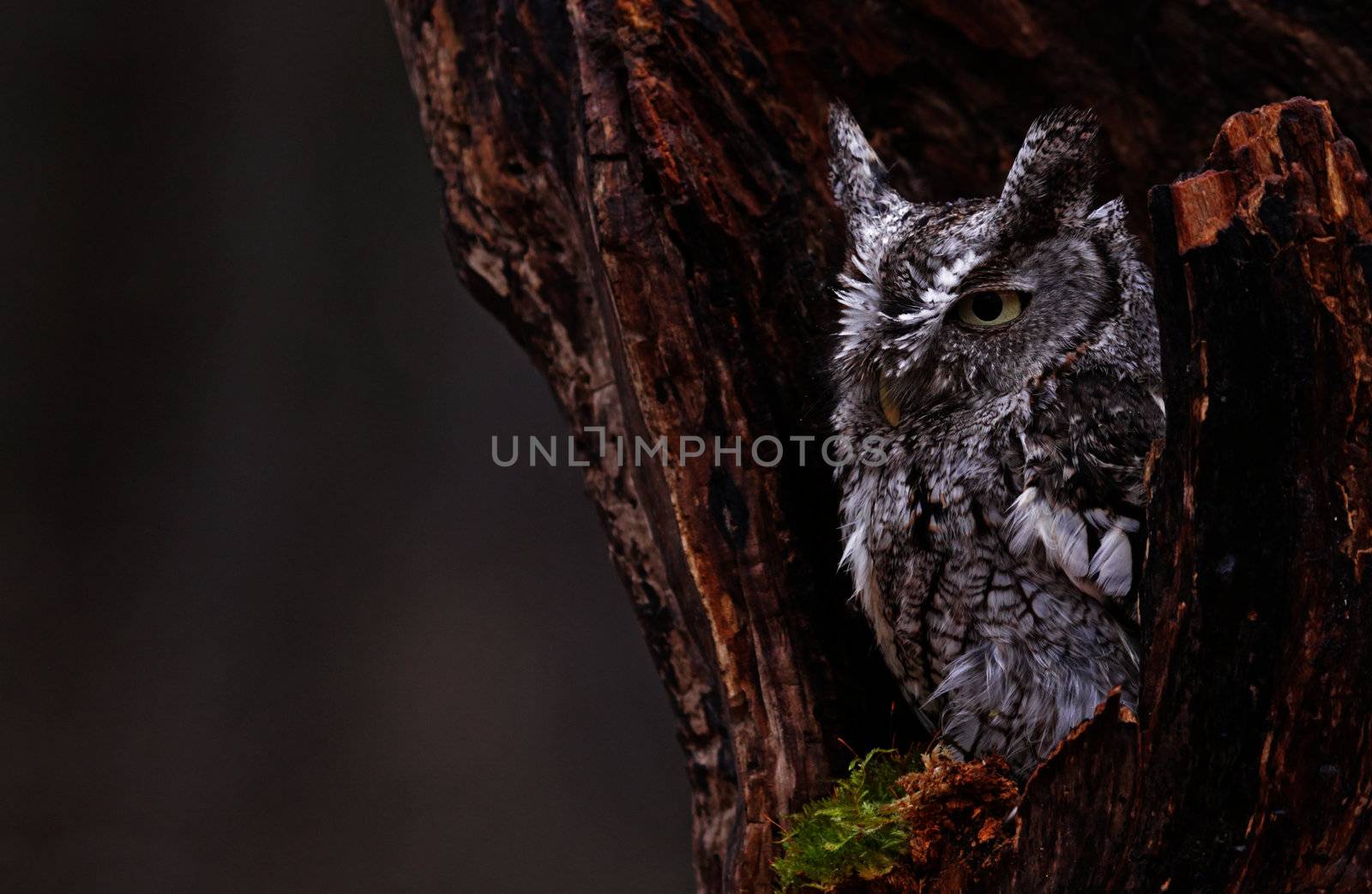 A close-up of an Eastern Screech Owl (Megascops asio) sitting in a stump.
