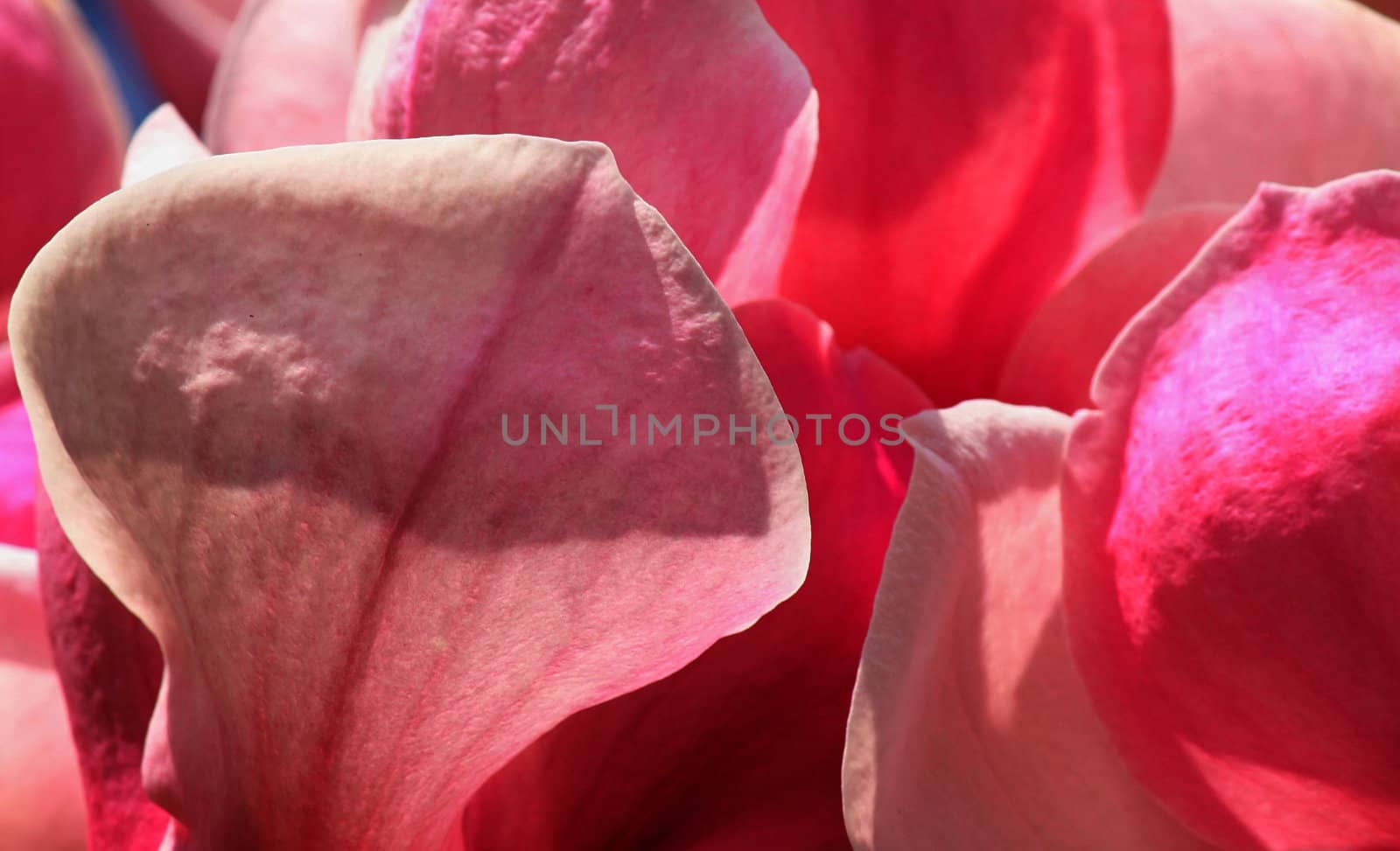 close up of magnolia petals