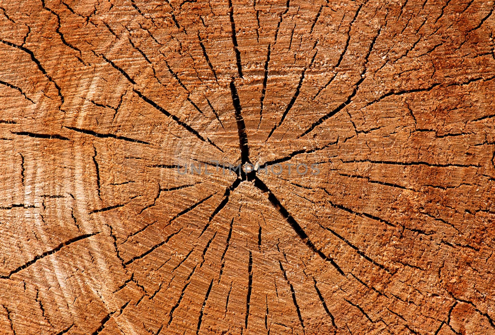 cracks on cut of tree by romantiche