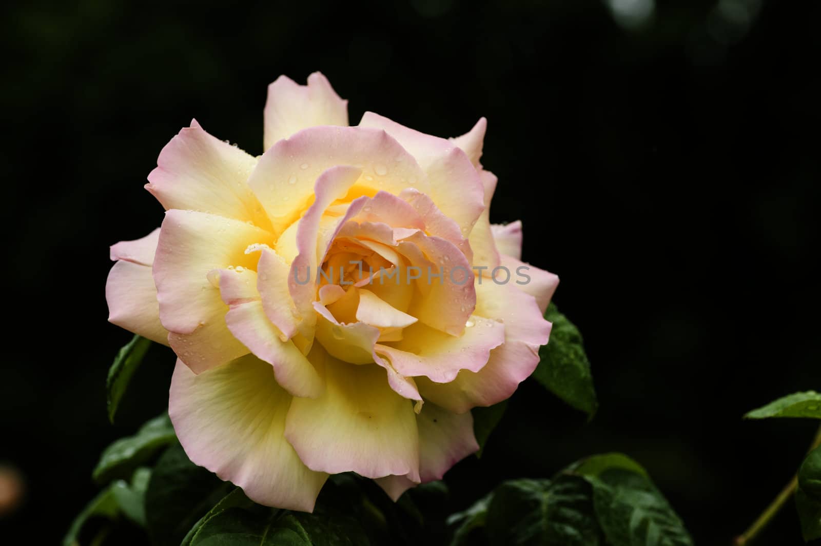 Orange, red and yellow ornamental rose in full bloom