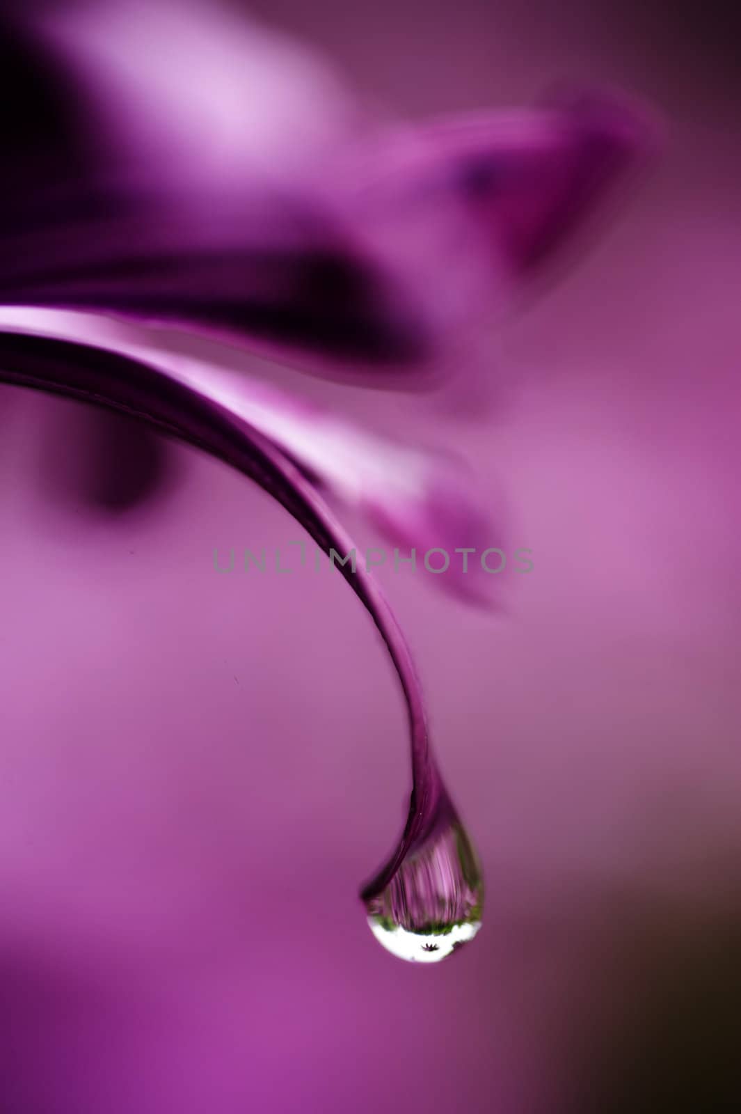 Dew drop hanging from rose petal