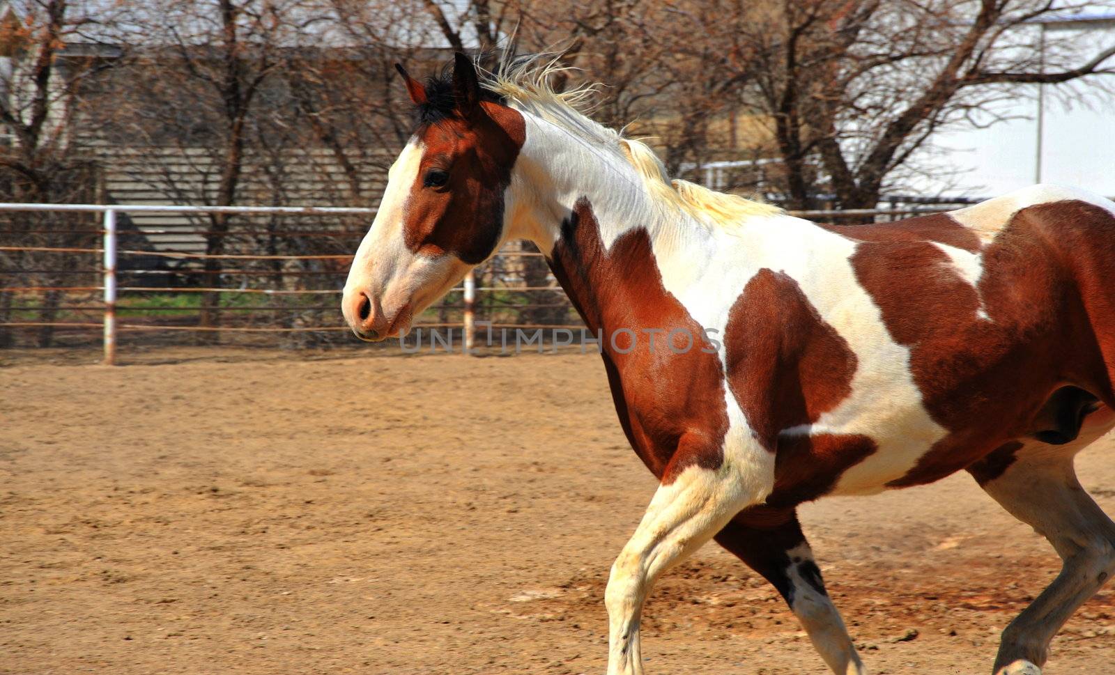 Horse running on the ranch outdoors.